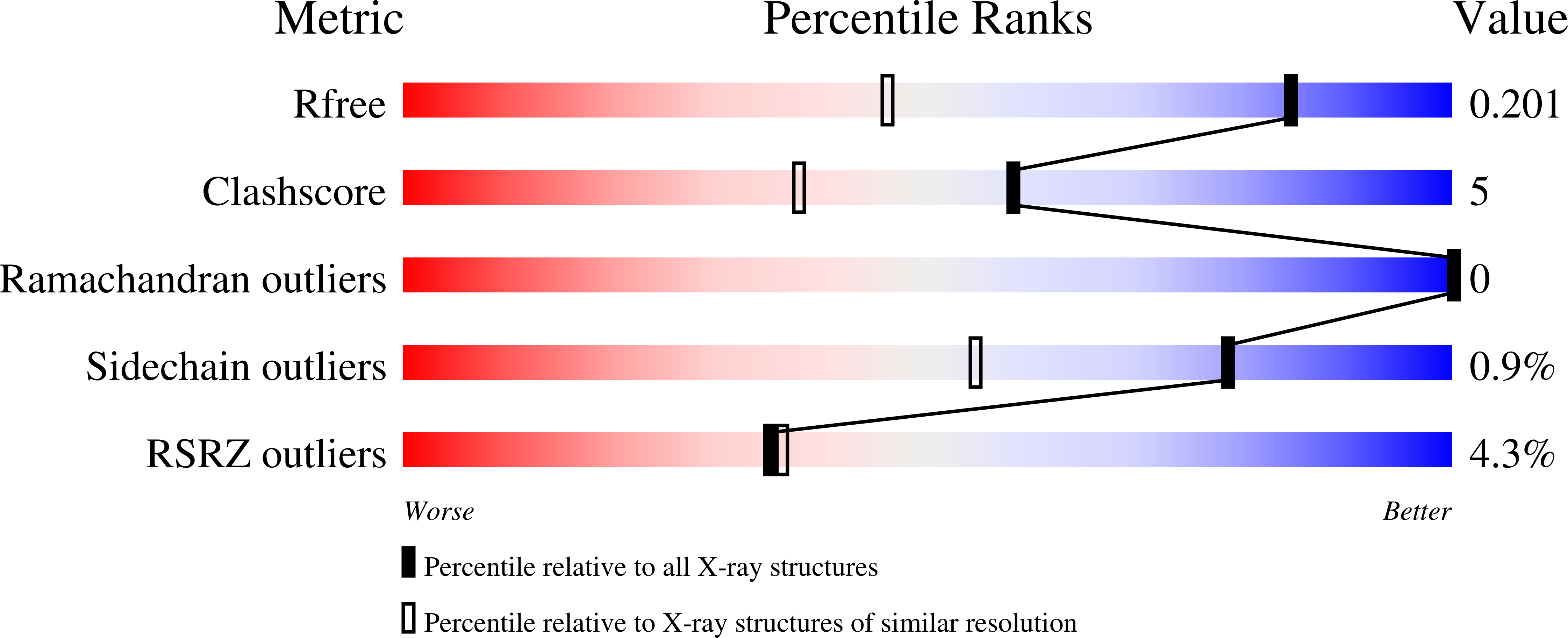 penicillium chrysogenum diagram